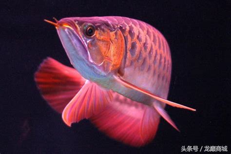 龍魚生病|這五種疾病，飼養龍魚的魚友們要知道它的病因、症狀。